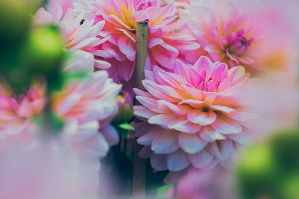 Vibrant pink dahlias in full bloom captured in a garden setting, showcasing delicate petals.